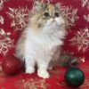 Emerald Coast Persians - Adopted-Skittles
