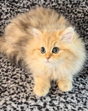 Emerald Coast Persians - Honey