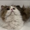 Emerald Coast Persians - Available Patches