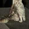 Emerald Coast Persians - Maine coon Available: Brita