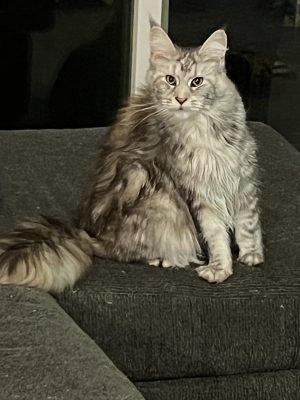 Emerald Coast Persians - Maine coon Available: Brita