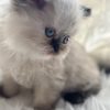 Emerald Coast Persians - Available: Atlanta