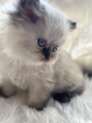 Emerald Coast Persians - Available: Atlanta