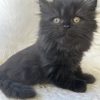 Emerald Coast Persians - Available: Delilah