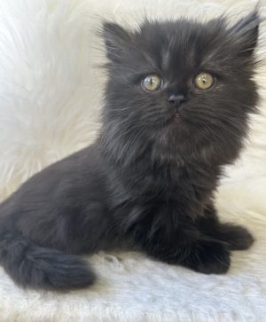 Emerald Coast Persians - Available: Delilah