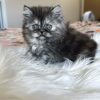 Emerald Coast Persians - Available: Ice Princess