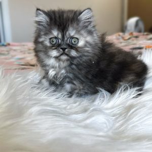 Emerald Coast Persians - Persians & Maine Coons