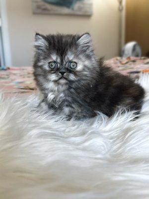 Emerald Coast Persians - Available: Ice Princess