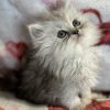 Emerald Coast Persians - Available: Nebula