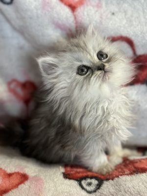 Emerald Coast Persians - Available: Nebula