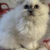 Emerald Coast Persians - Available: Sophia