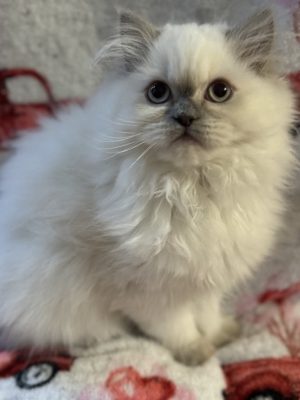 Emerald Coast Persians - Available: Sophia