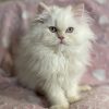 Emerald Coast Persians - Available: Ava