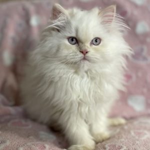 Emerald Coast Persians - Persians & Maine Coons