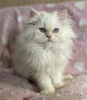 Emerald Coast Persians - Available: Ava