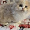 Emerald Coast Persians - Available: Cannoli