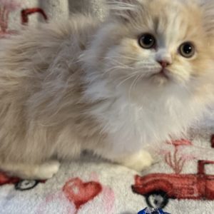 Emerald Coast Persians - Persians & Maine Coons