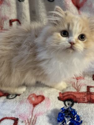 Emerald Coast Persians - Available: Cannoli