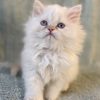 Emerald Coast Persians - Available: Fritz