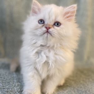 Emerald Coast Persians - Persians & Maine Coons