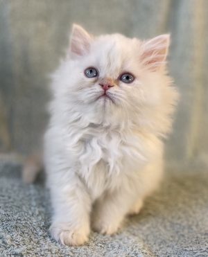 Emerald Coast Persians - Available: Fritz