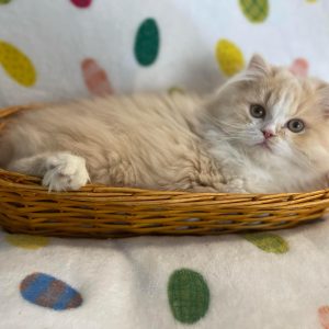 Emerald Coast Persians - Persians & Maine Coons