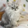 Emerald Coast Persians - Available: Lacey