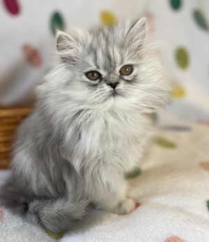 Emerald Coast Persians - Available: Lacey