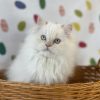 Emerald Coast Persians - Available: Ava