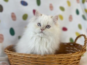 Emerald Coast Persians - Available: Ava