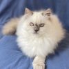 Emerald Coast Persians - Available: Sophia