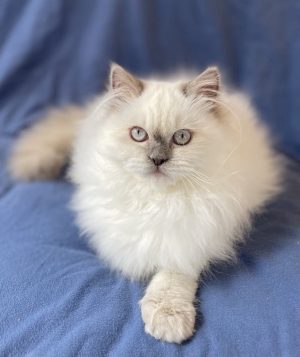 Emerald Coast Persians - Available: Sophia