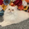 Emerald Coast Persians - Available: Dublin