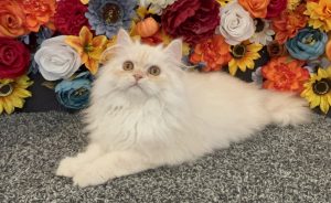 Emerald Coast Persians - Available: Dublin