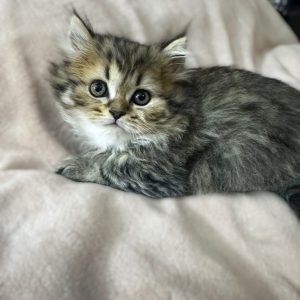 Available: Minnow