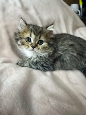 Emerald Coast Persians - Available: Minnow