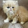 Emerald Coast Persians - Adopted!- Peaches