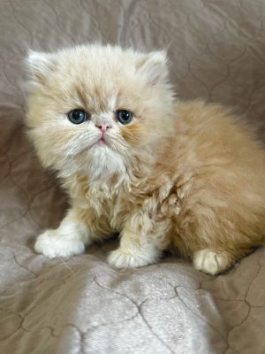 Emerald Coast Persians - Adopted!- Peaches