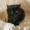 Emerald Coast Persians - Adopted: Pantera