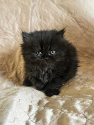 Emerald Coast Persians - Adopted: Pantera