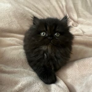 Available: Toothless