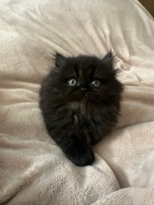 Emerald Coast Persians - Available: Toothless