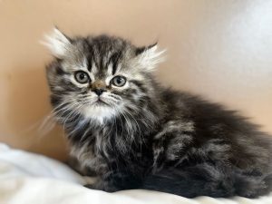 Emerald Coast Persians - Available: Maverick