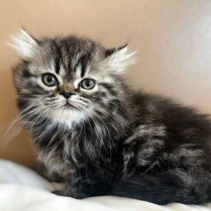 Available: Maverick