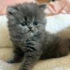 Emerald Coast Persians - Available: Glacier