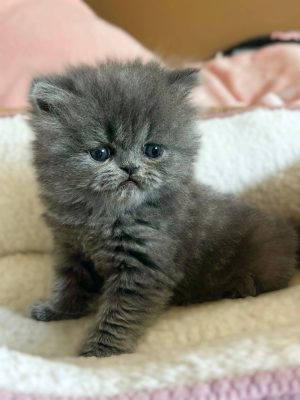 Emerald Coast Persians - Available: Glacier