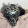 Emerald Coast Persians - Available: Maverick