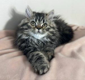 Emerald Coast Persians - Available: Maverick