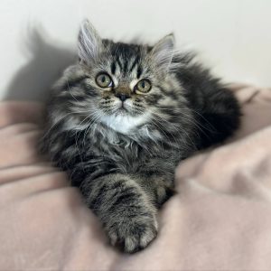 Available: Maverick