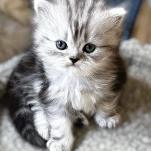 Available: Merlin